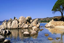 欢迎来到金翔鸟文化